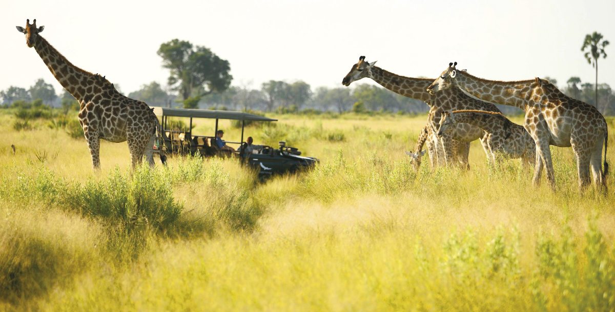 Safari África do Sul